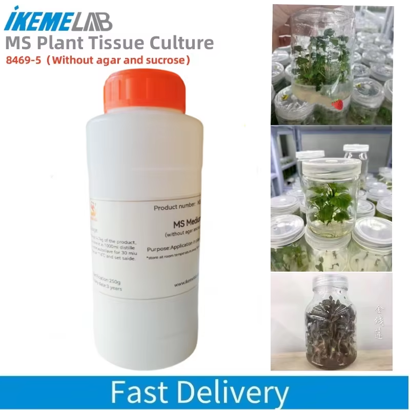 Agar Tissue Culture - Ikeme-lab ms培養物,250g,ハーブと砂糖を含まないもの