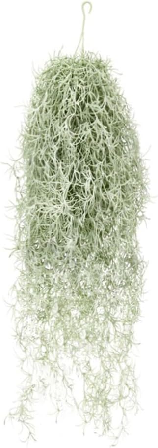 Sphagnum Moss Dry - 人工植毛ティランジアエアプランツ 31 インチ スパニッシュモス フェイクグリーン アルゼンチンつる