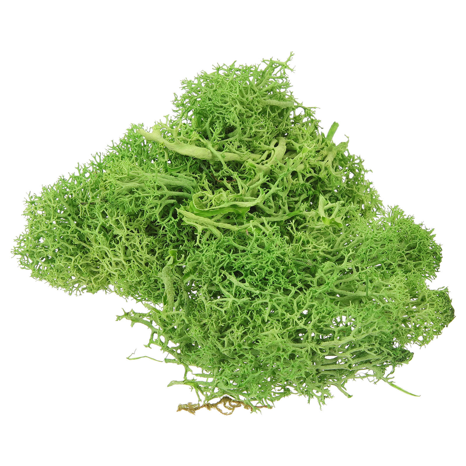 ブラウンスファグナム造園用フェイクモス屋外人工植物室内装飾ク - Sphagnum Moss Dry のレビューと価格