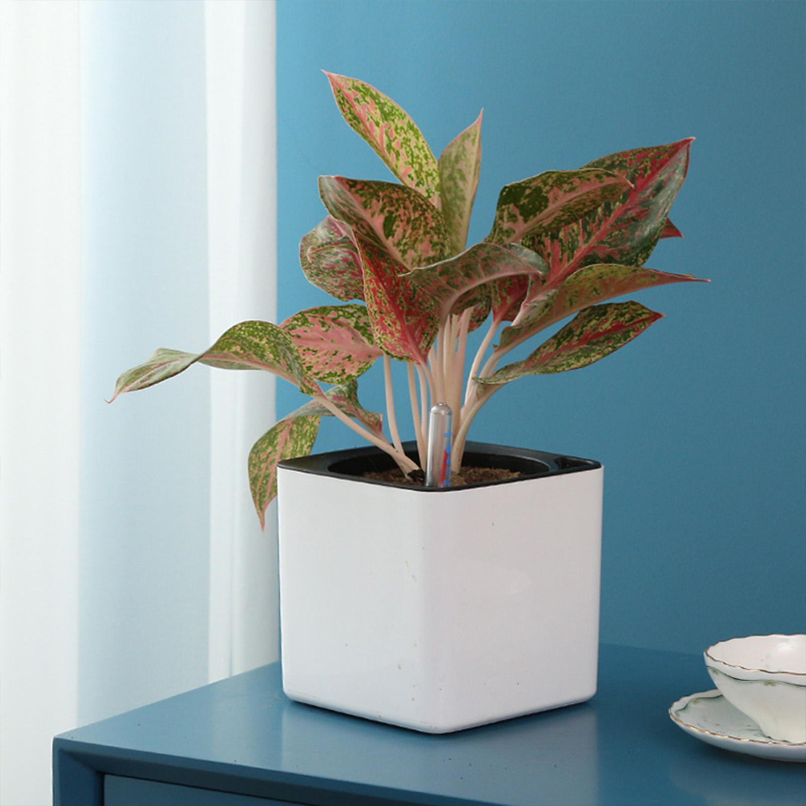 3サイズ展開、自動給水機能付き、緑の観葉植物用、怠惰な植木鉢 - Self Watering Insert のレビューと価格