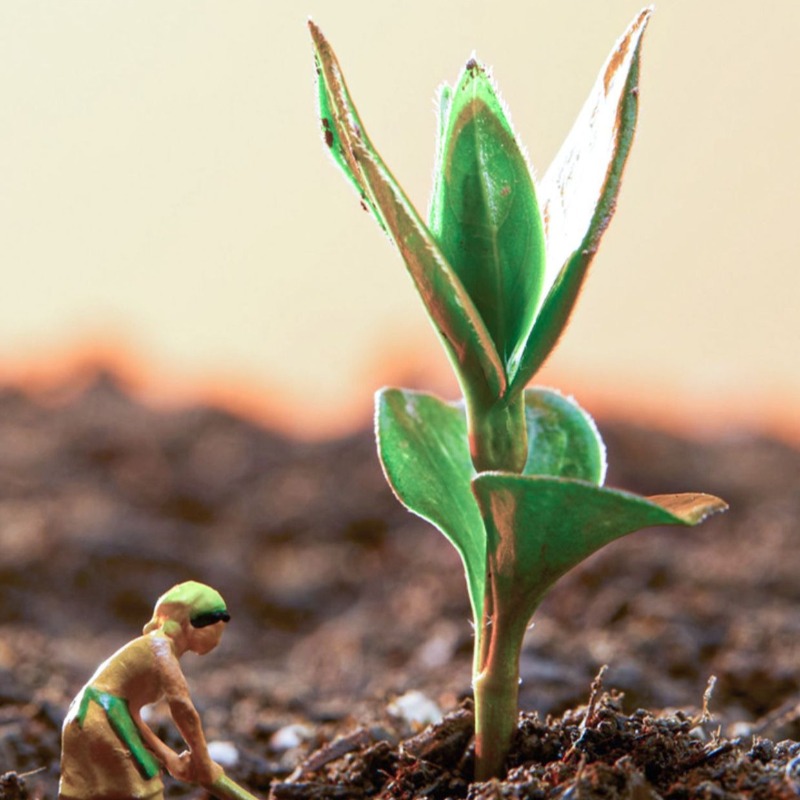 550ml 蘭専用肥料 ファレノプシスの成長と開花のための微 - Rooting Hormone Powder のレビューと価格