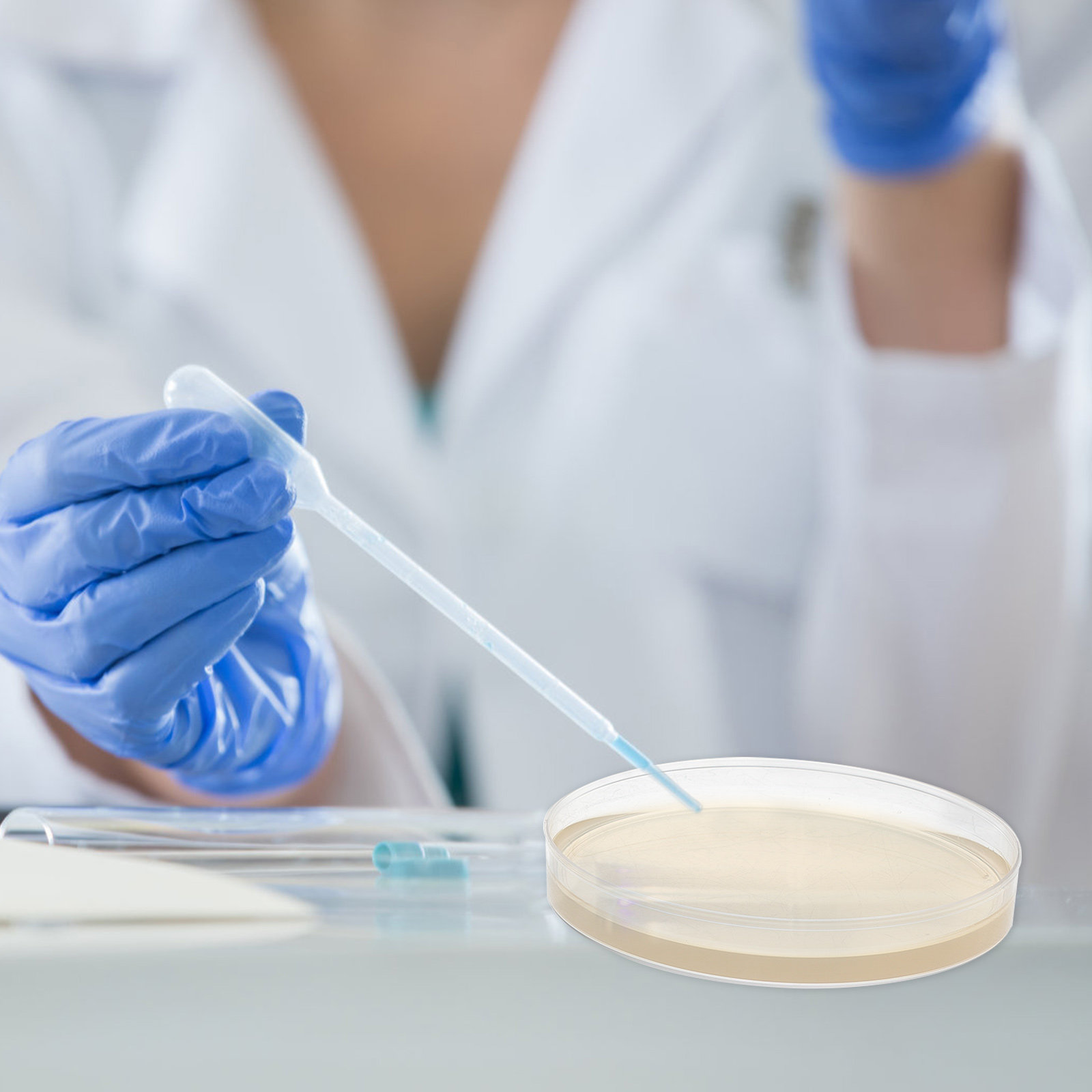 10 個の栄養寒天プレート、科学フェアプロジェクトラボ用のプ - Agar Tissue Culture のレビューと価格