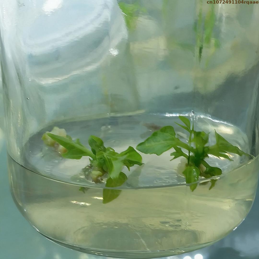 プレミアム植物組織培養寒天粉末 高ゲル強度 マイクロプロパゲ - Agar Tissue Culture のレビューと価格