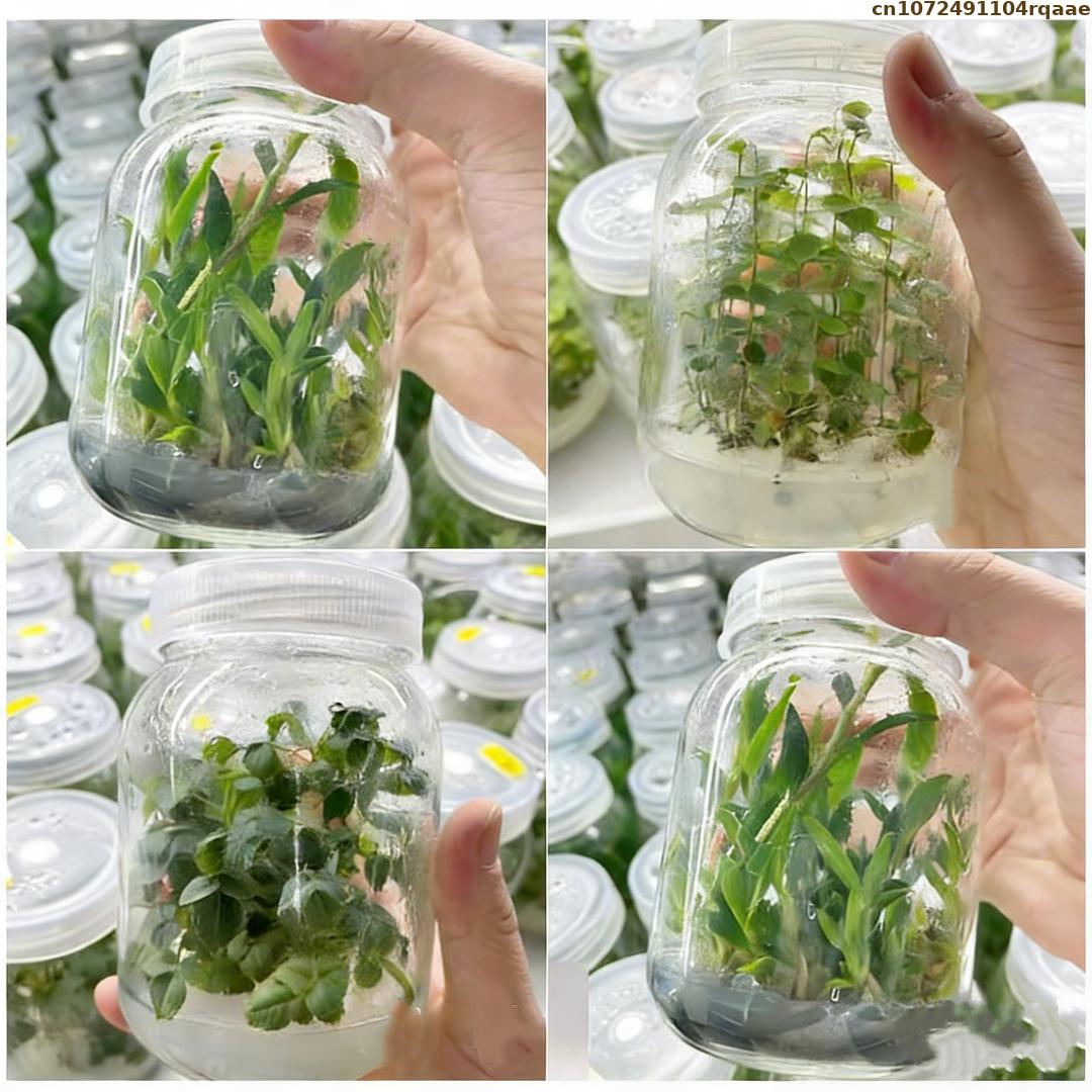 プレミアム植物組織培養寒天粉末 高ゲル強度 マイクロプロパゲ - Agar Tissue Culture のレビューと価格