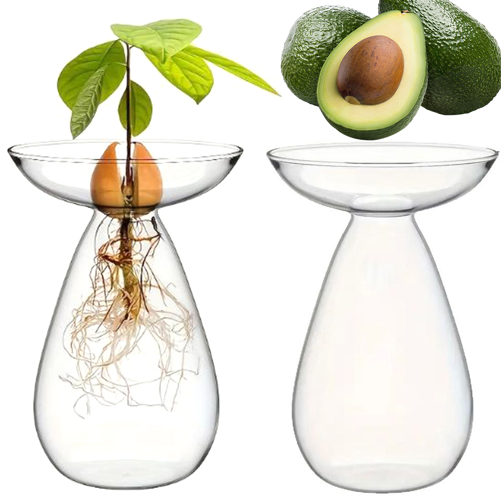 アボカド種子スターター水耕栽培花瓶透明植物繁殖ステーションガ - Propagation Station Vase のレビューと価格