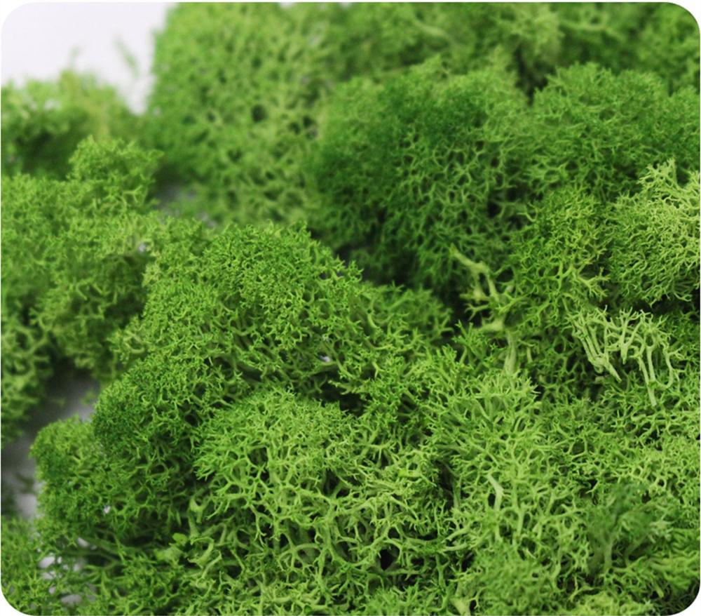 人工植物永遠の命モスガーデンクリスマス装飾壁 Diy フラワ - Sphagnum Moss Dry のレビューと価格