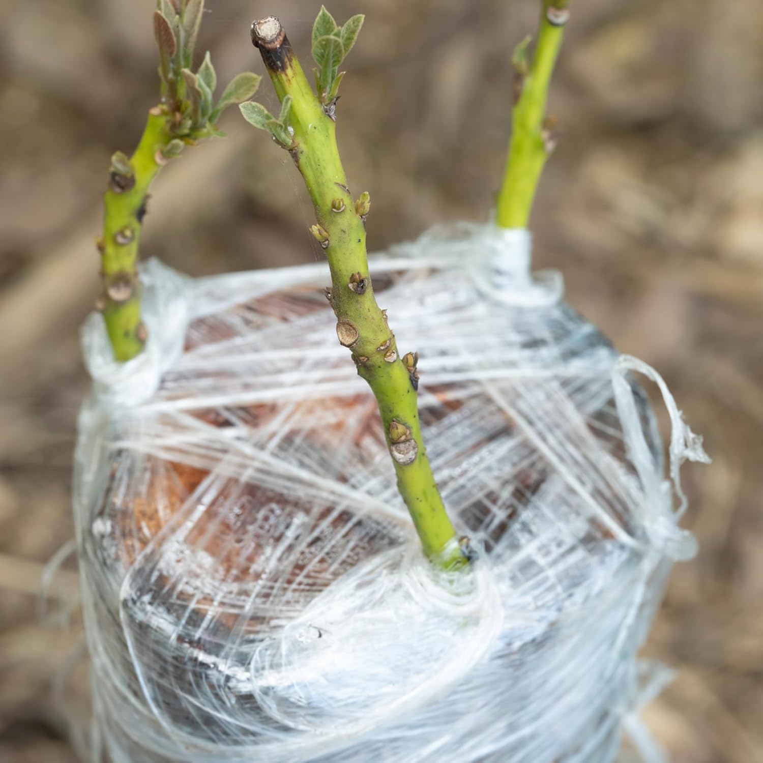 200 メートル PE 接ぎ木テープフィルム自己粘着果樹苗床 - Rooting Hormone Powder のレビューと価格