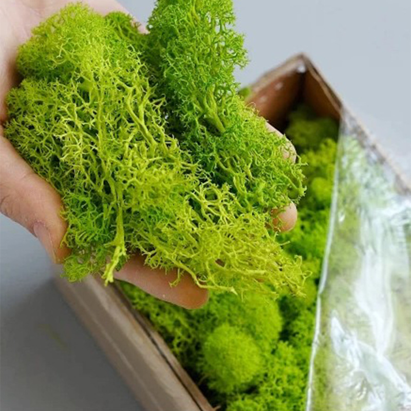 人工緑の植物,エターライフ草,ミニ景観,偽草,家,居間,庭の - Sphagnum Moss Dry のレビューと価格
