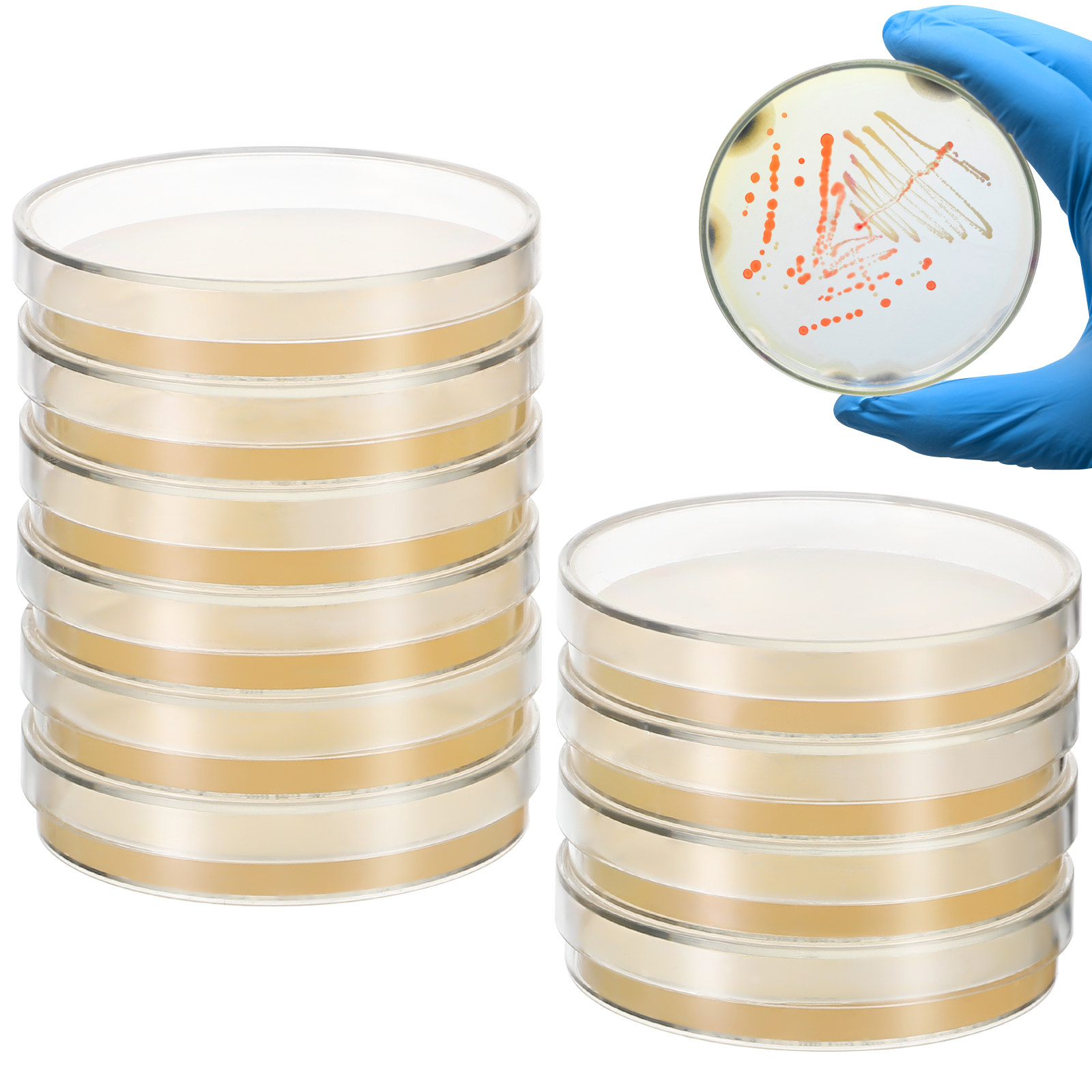 20個入りプレポアード寒天培地プレート、栄養寒天ペトリ皿、科 - Agar Tissue Culture のレビューと価格